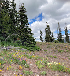 layers watercolors hoffmann pigment wet still paper