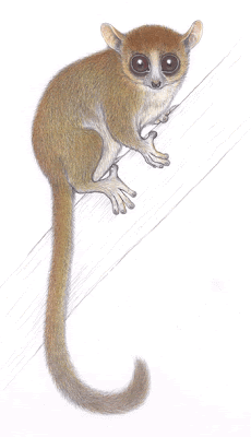 Sambirano mouse lemur