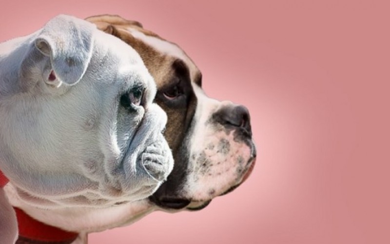 English bulldogs now so inbred their appalling health problems will not  improve, The Independent