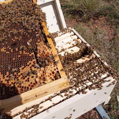 eight acres:Getting started with Beekeeping: what equipment do I need?