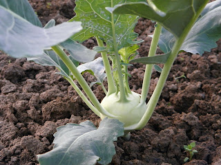 Kohlrabi