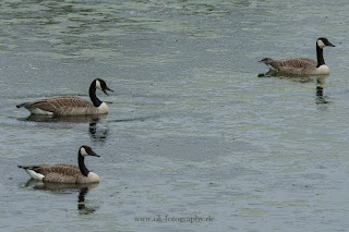 Naturfotografie Wildlifefotografie Tierfotografie Lippeaue