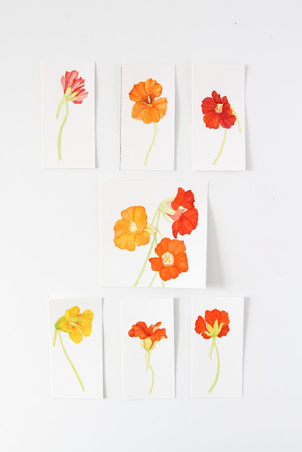 watercolor nasturtiums, watercolor flowers, nasturtium paintings, Anne Butera, My Giant Strawberry