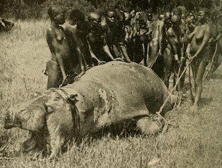 Ugandalı kabileler tarafından yemek için öldürülen Su aygırı (20. yüzyılın başı)