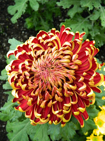 Allan Gardens Conservatory 2014 Fall Chrysanthemum Show red mum by garden muses-not another Toronto gardening blog 