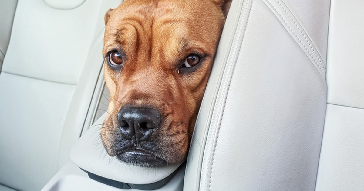 It's a Dog's World What Causes Some Dogs to Get Car Sick?