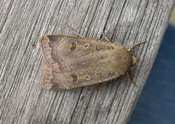 september lesser underwing yellow