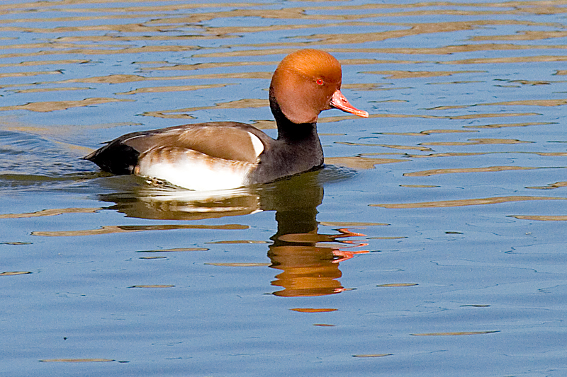 Resultado de imagen para Anatidas