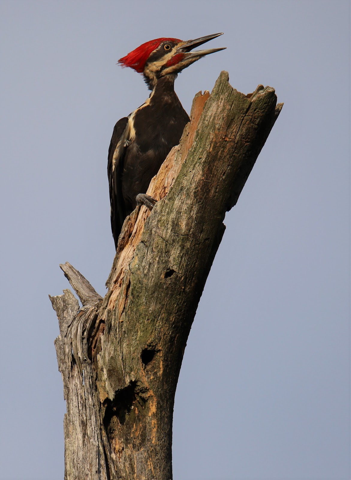DENNIS WAYNE PHOTOGRAPHY Pileated Woodpecker at the Pinnacle