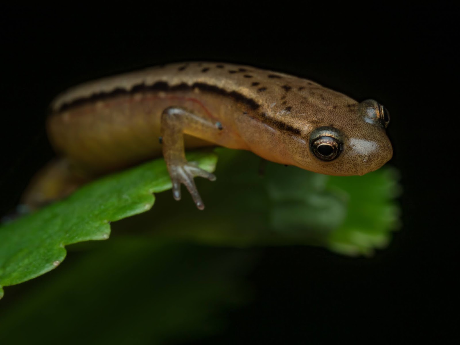 Bugs+Life Three Virginia Salamanders