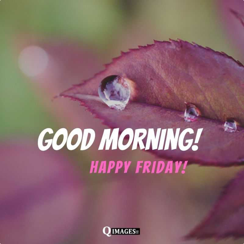 Good Morning Friday Images Good Morning Friday Images