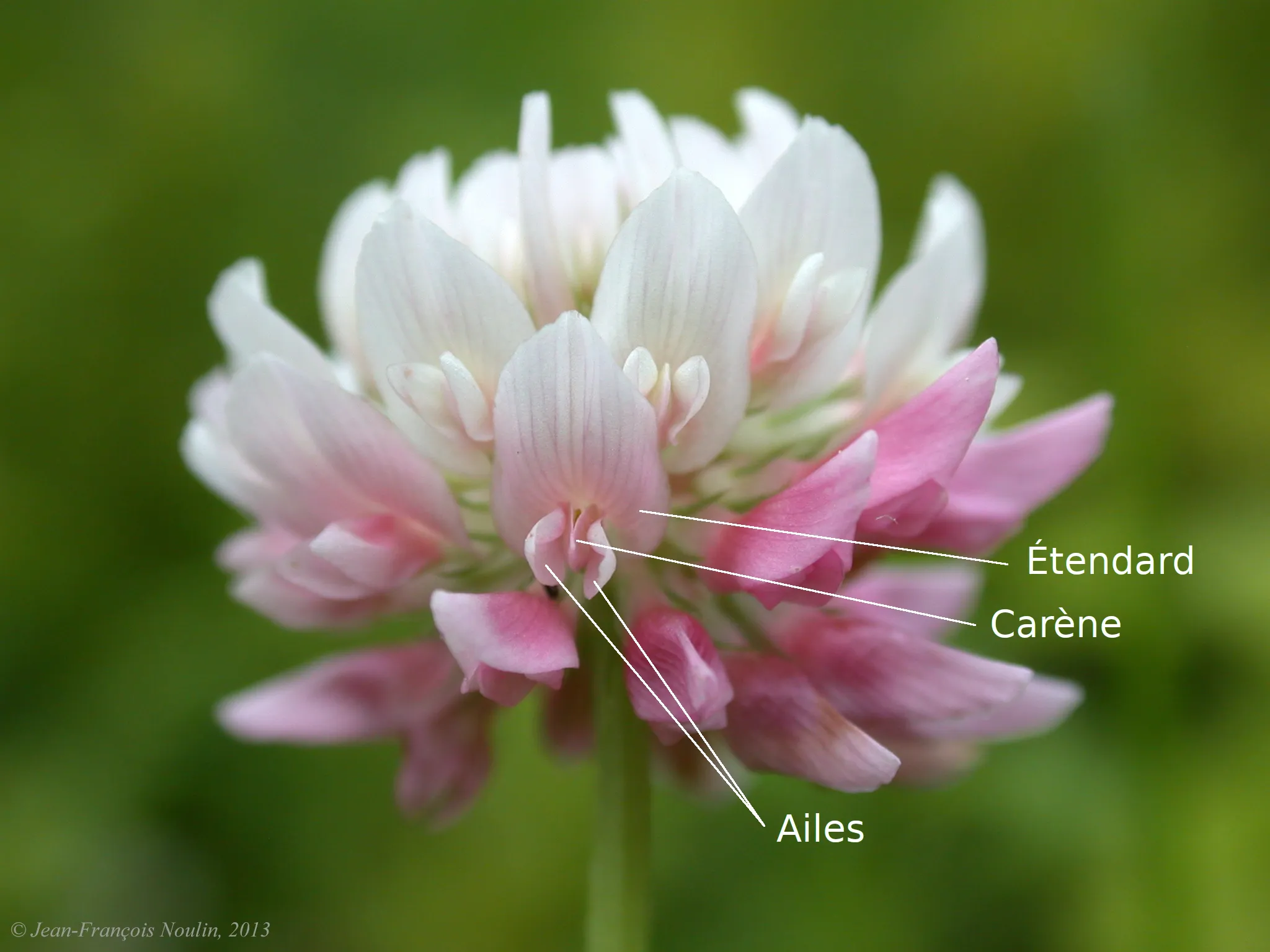 Trifolium hybridum