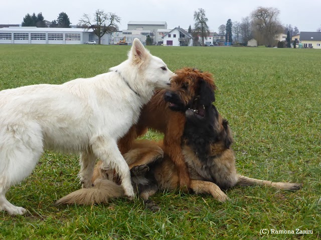 DoggyHZ! Woche 4 Die Jungen halten uns auf Trab