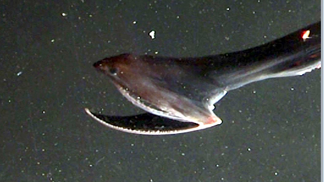 Is the Pelican Eel endangered? Pelican Eels adaptaions, size & weight