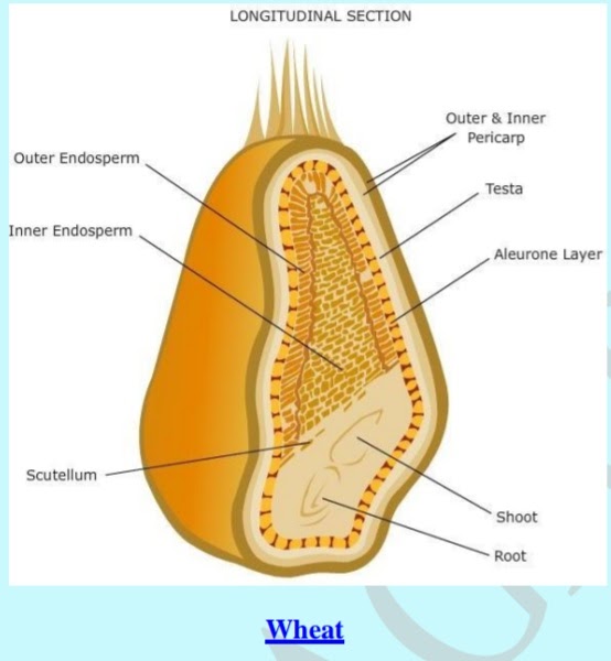 Structure and Composition of Cereal Grains