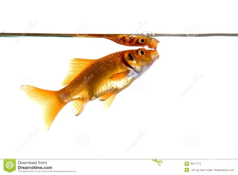 Ciri Ciri Ikan Hias sakit Atau Stres Gambar Ciri Ciri Ikan Hias sakit Atau Stres-Ikan Komet Megap Megap Di Permukaan Air