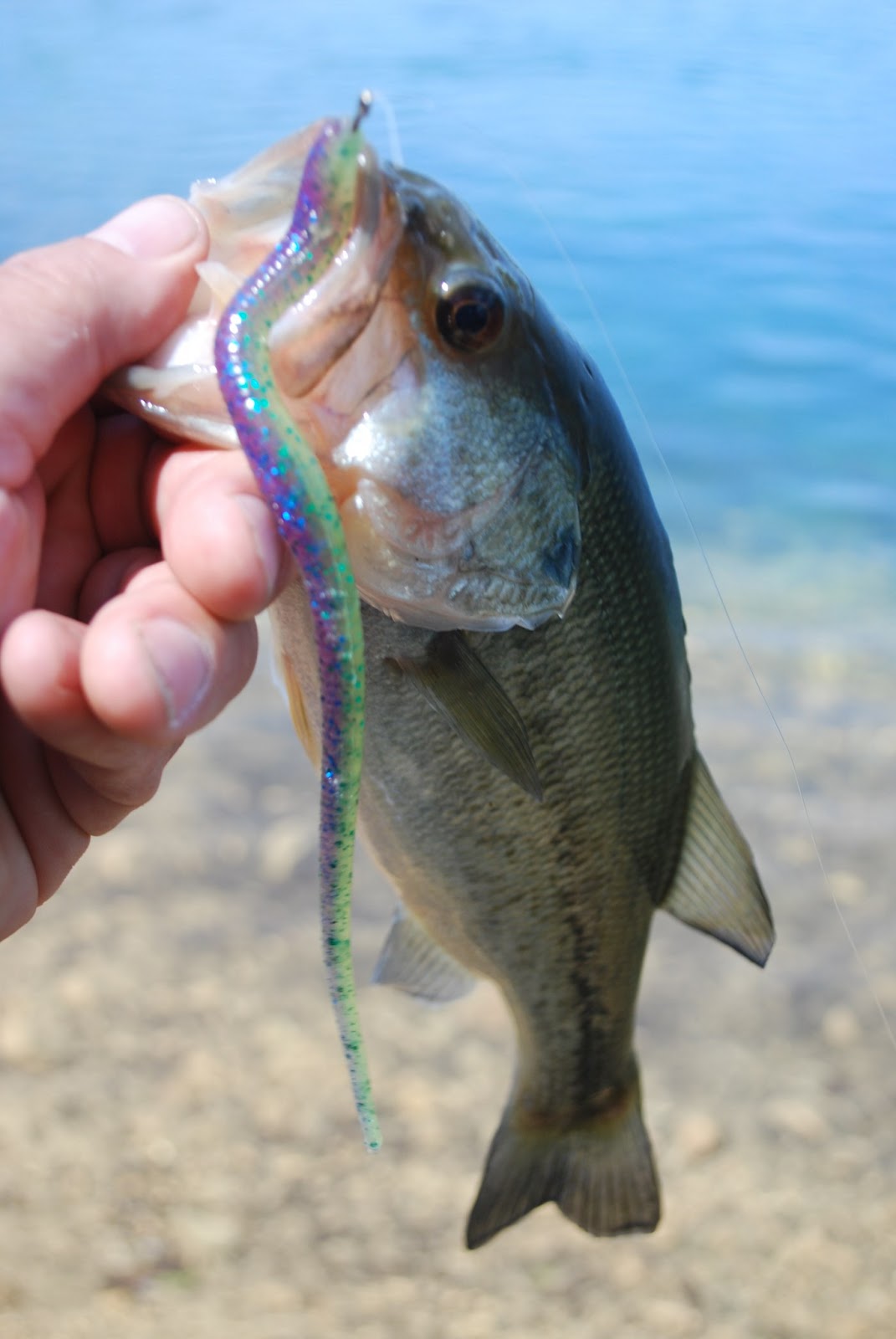 Litton's Fishing Lines Round Valley Reservoir Bass Fishing Awakened