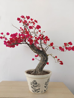 bougainvillea bonsai