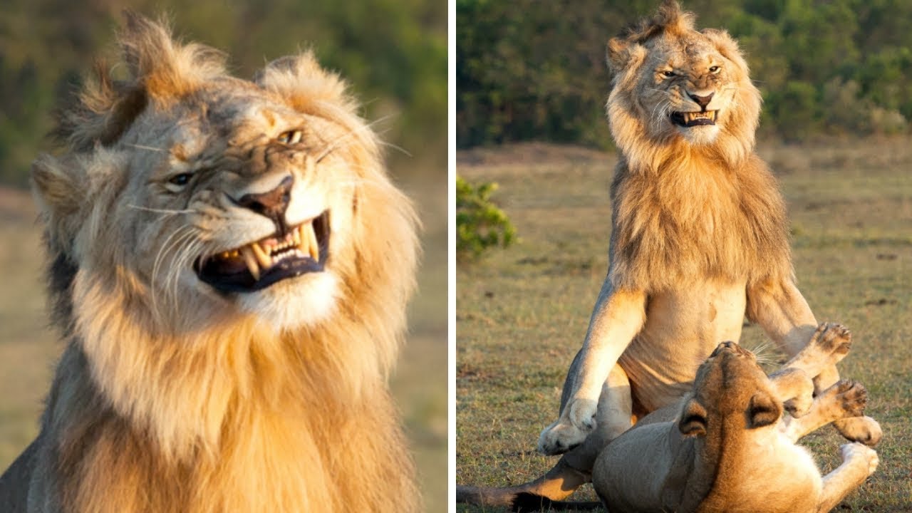 Lion Makes the Most Hilarious Faces of All Time as He Mates With a