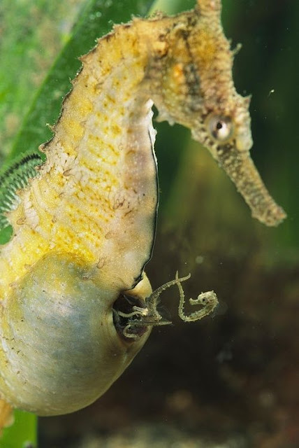 9 Strangest Ocean Phenomena You Wouldn't Believe Actually Exists!