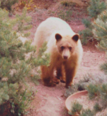 Brown Bear