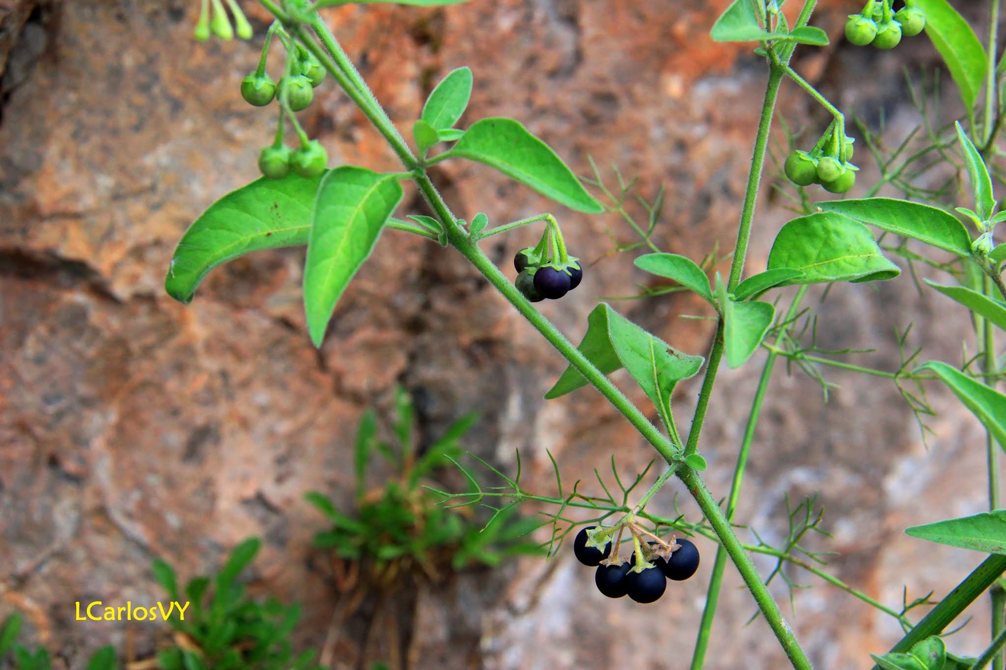 Plantas silvestres de Asturias Hierba mora, Tomatillo del diablo