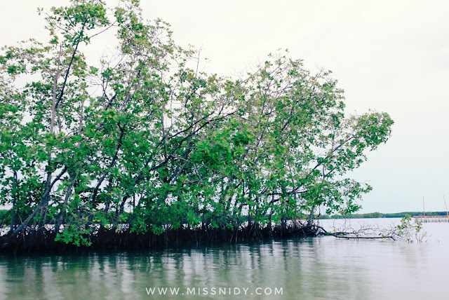 hutan mangrove pandansari brebes