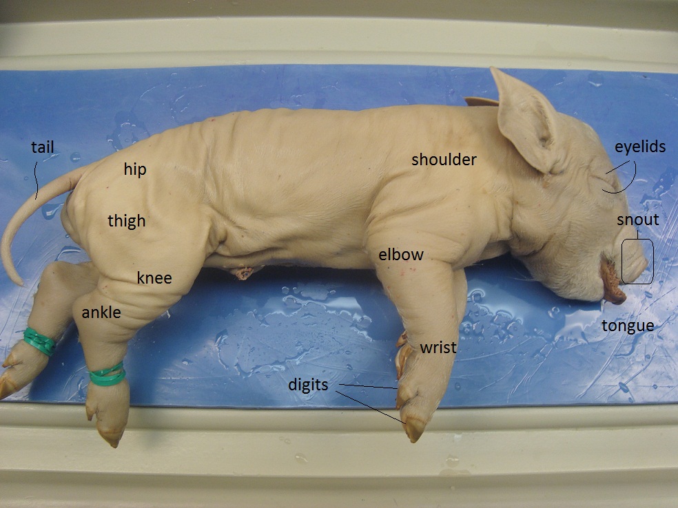 Pig Dissection Day 1 External Anatomy