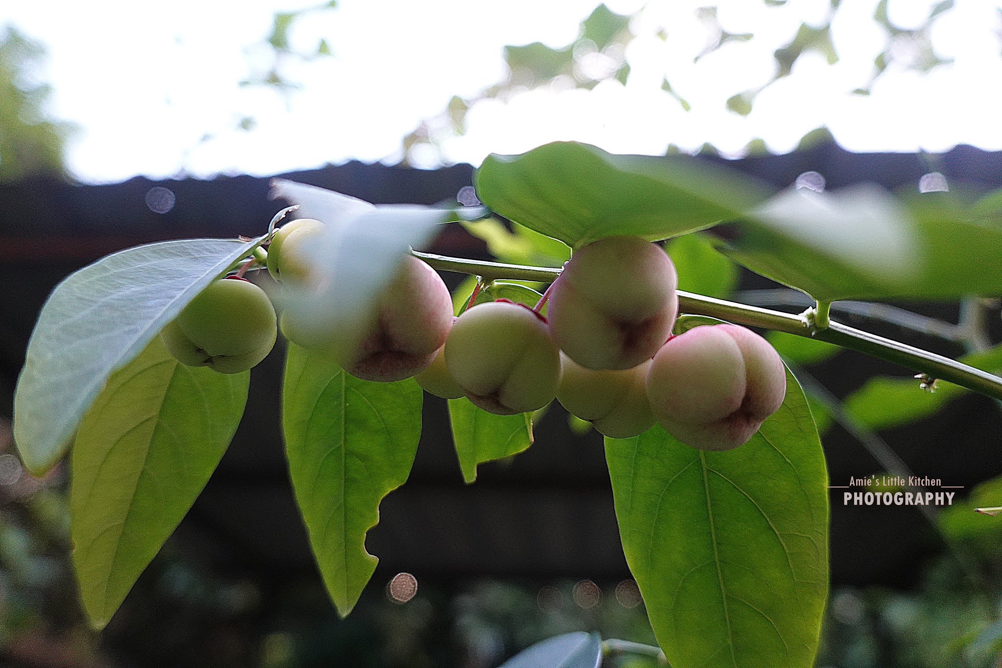 Buah Apa Ni?  Amie's Little Kitchen