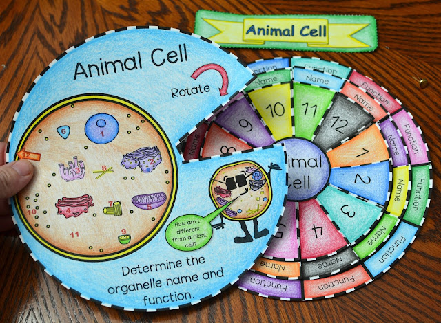 Math in Demand: Animal and Plant Cell Foldables