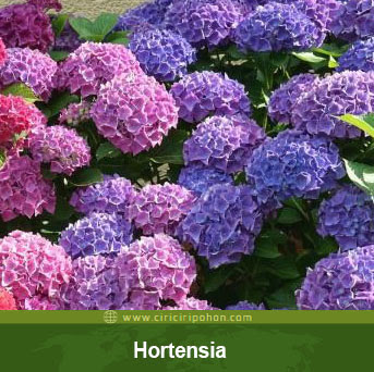 ciri ciri pohon bunga hortensia