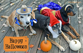 halloween dogs dressed up rescue adopt