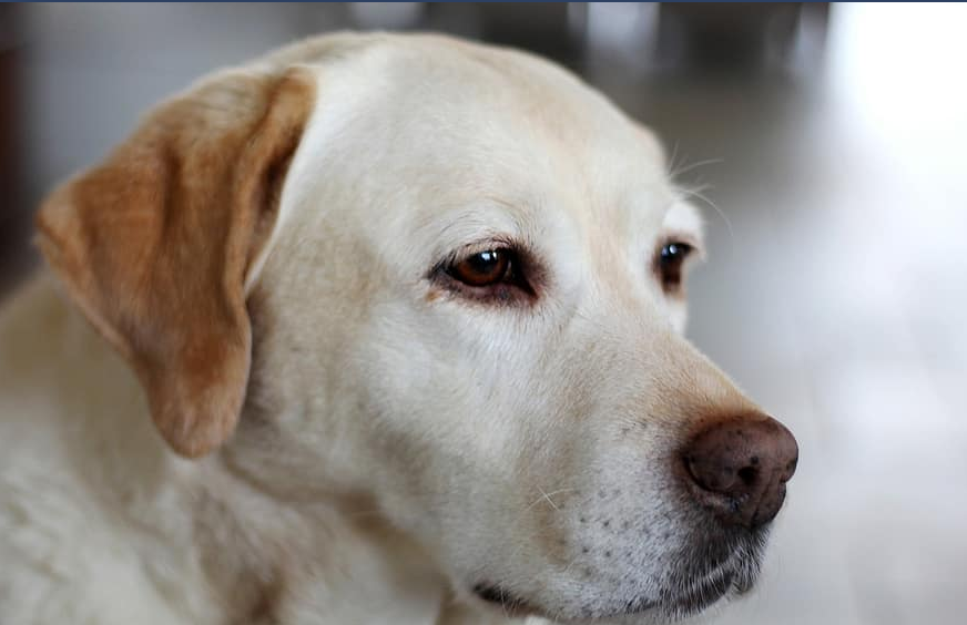 Labrador Puppy Price in Jaipur Original Breed Puppy