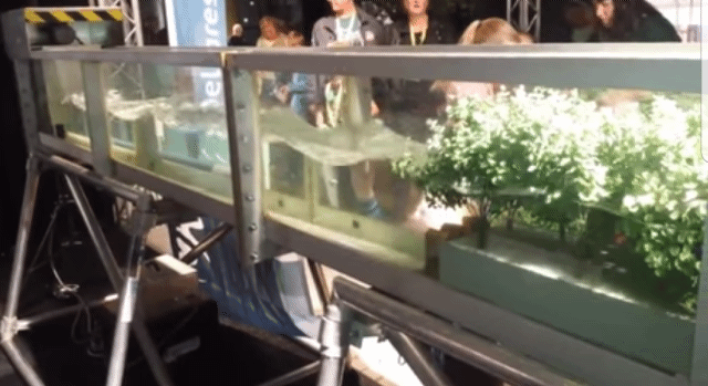 해일을 막는 맹그로브 숲.gif | 인스티즈