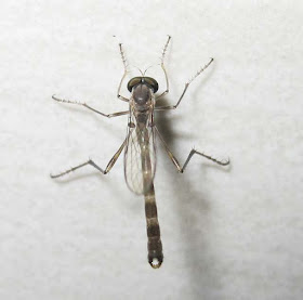 A Robber Fly
