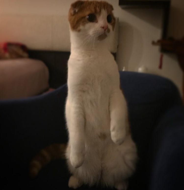 강지영네 고양이 인스타계정 팔로한 구하라 | 인스티즈