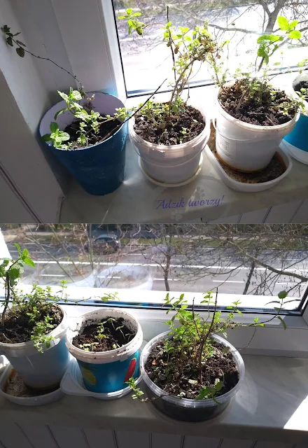 Adzik tworzy - diy ogródek z ziołami w domu
