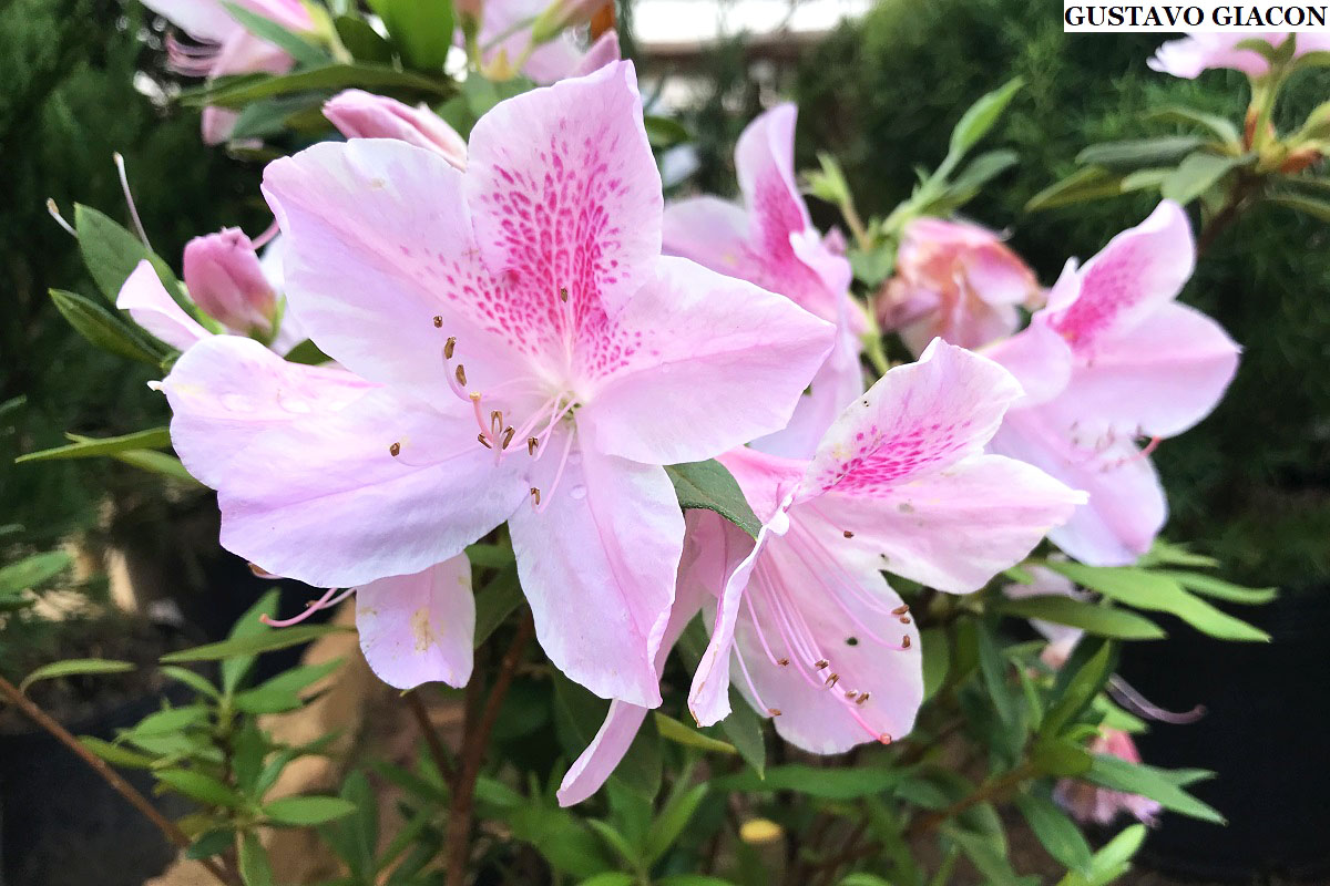 Viveiro Ciprest - Plantas Nativas e Exóticas: Azaleia Rosa Clara (  Rhododendron simsii )