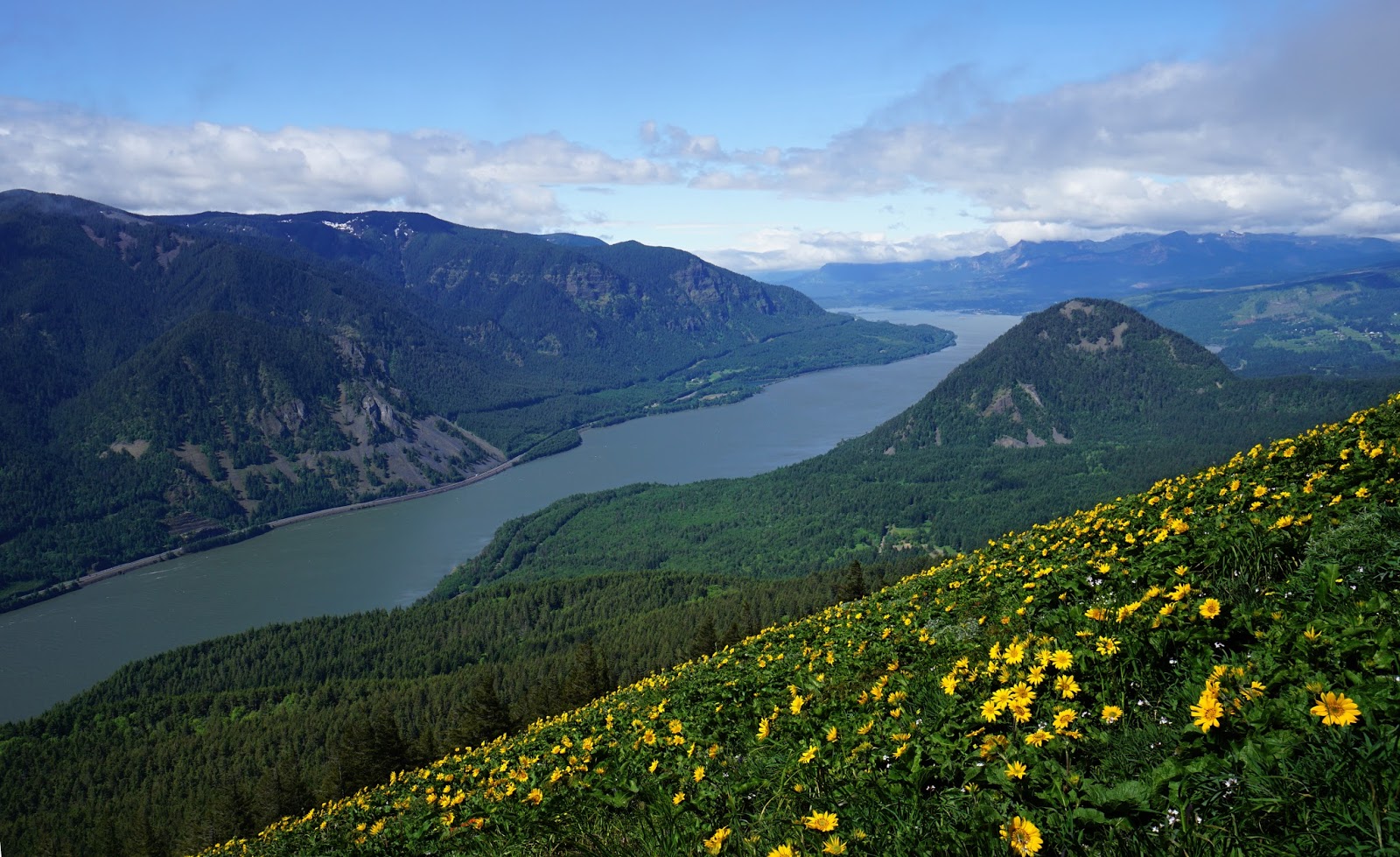 Dog Mountain Beautiful Wild Flowers SesameTravel