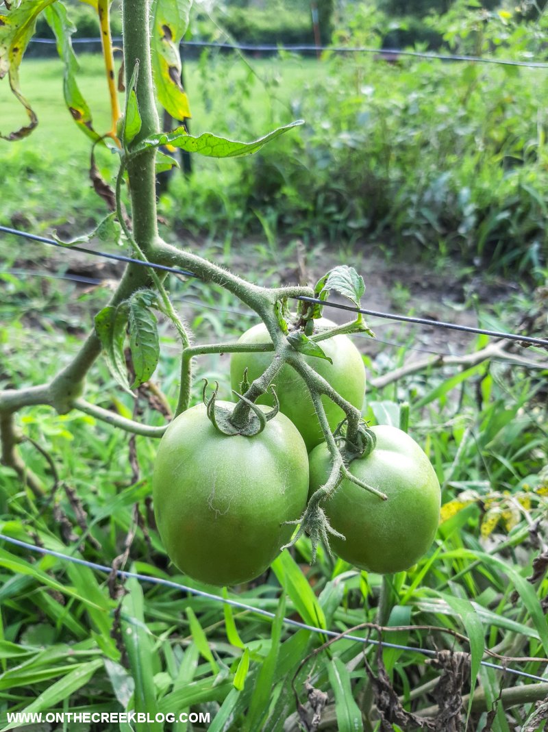 Determinate & Indeterminate Tomatoes | On The Creek Blog // www.onthecreekblog.com