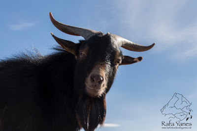 Ruta: Puigsacalm (1.515 m) y Puig de les Àligues (1.344 m) (Els 100 Cims)