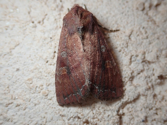 Lacanobia oleracea Lacanobia oleracea
