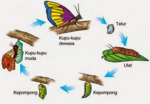 Materi Tematik Kelas 3 Tema 1 Subtema 3