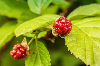 boysenberry, buah beri unik