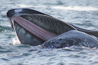 Whale lunge feeding on the surface