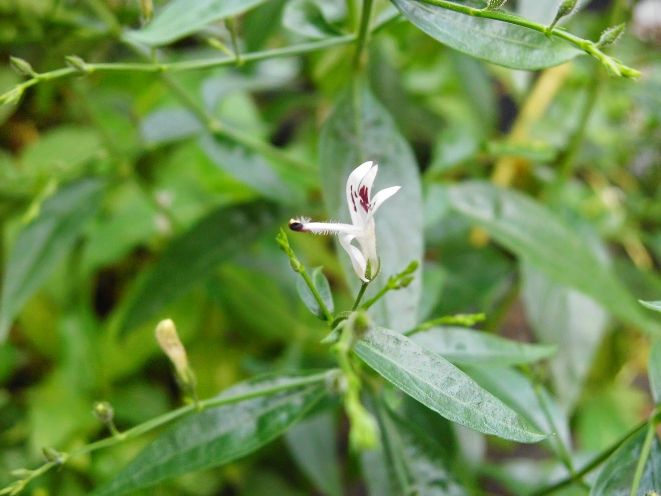 Exotic Plants in Indonesia : Sambiloto Flower Galleries