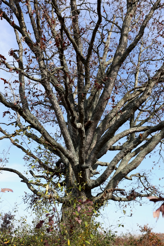 Ohio Birds and Biodiversity Redheaded Woodpecker granary tree