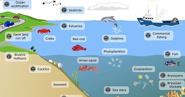 Pond ecosystem essay image