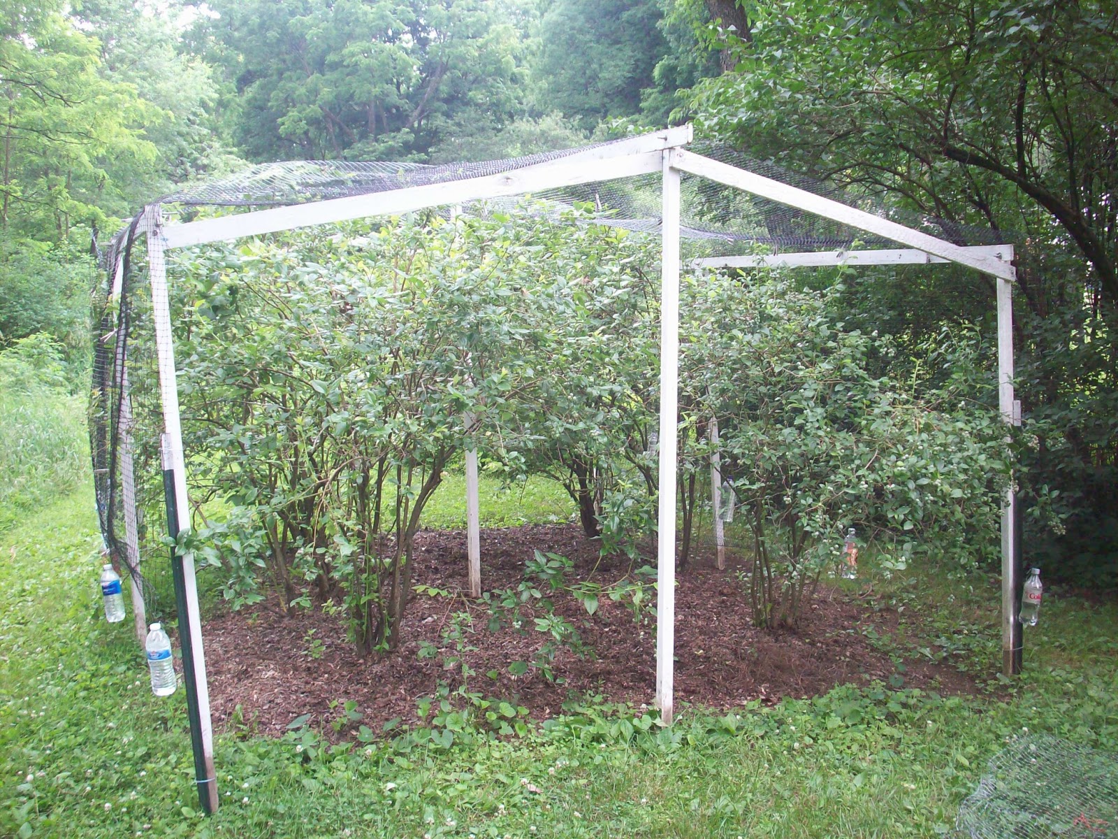 4 acres and a stream: The Blueberry Cage