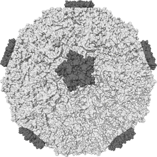 Nezleye yol açan Rhinovirus'ün temsili moleküler görünüşü